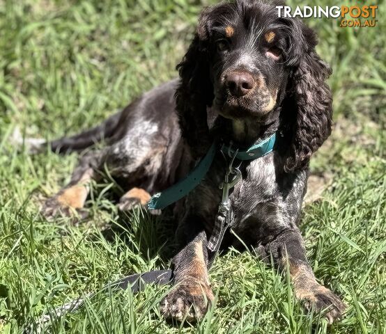 Adult Purebred cocker spaniels, RARE colours, chocolate roan &amp;amp; tan points