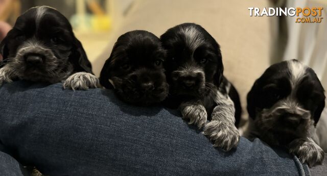 Stunning purebred cocker spaniel pups! Blue roan, black. Male &amp;amp; female