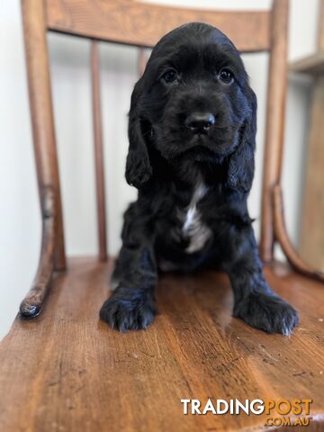 LAST ONE!! Only 1 Stunning purebred cocker spaniel pup! ONLY I black girl left!!