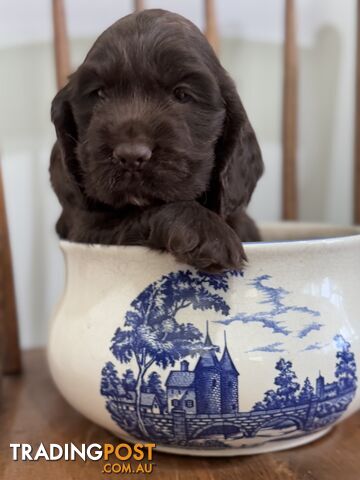 LAST ONE!! Purebred Chocolate cocker spaniel pups!