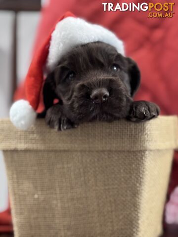 Purebred Chocolate cocker spaniel pups!