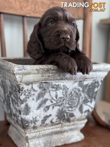 LAST ONE!! Purebred Chocolate cocker spaniel pups!