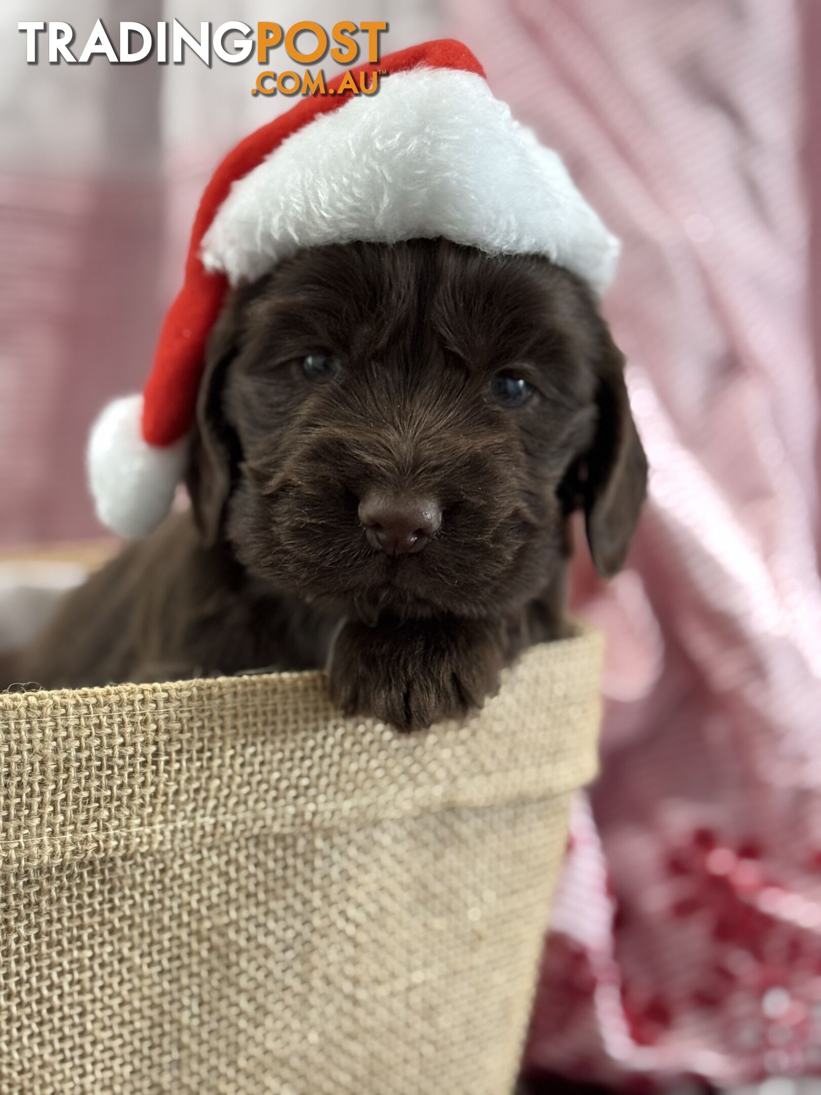 Purebred Chocolate cocker spaniel pups!