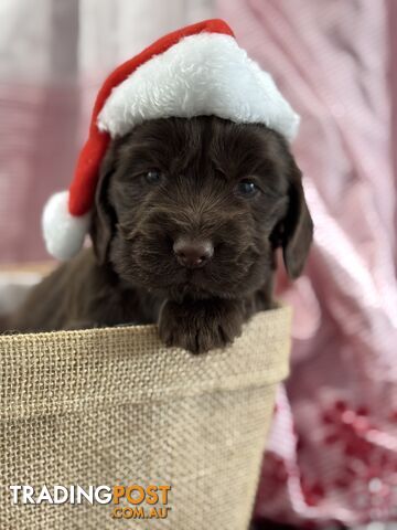 Purebred Chocolate cocker spaniel pups!