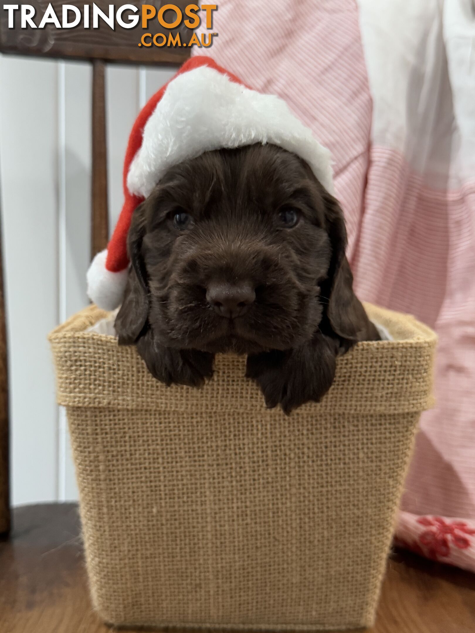 Purebred Chocolate cocker spaniel pups!