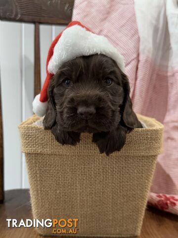 Purebred Chocolate cocker spaniel pups!