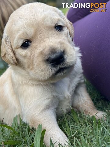 Gorgeous Golden retriever puppies