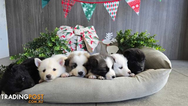 Pomsky (Pomeranian husky) Puppies