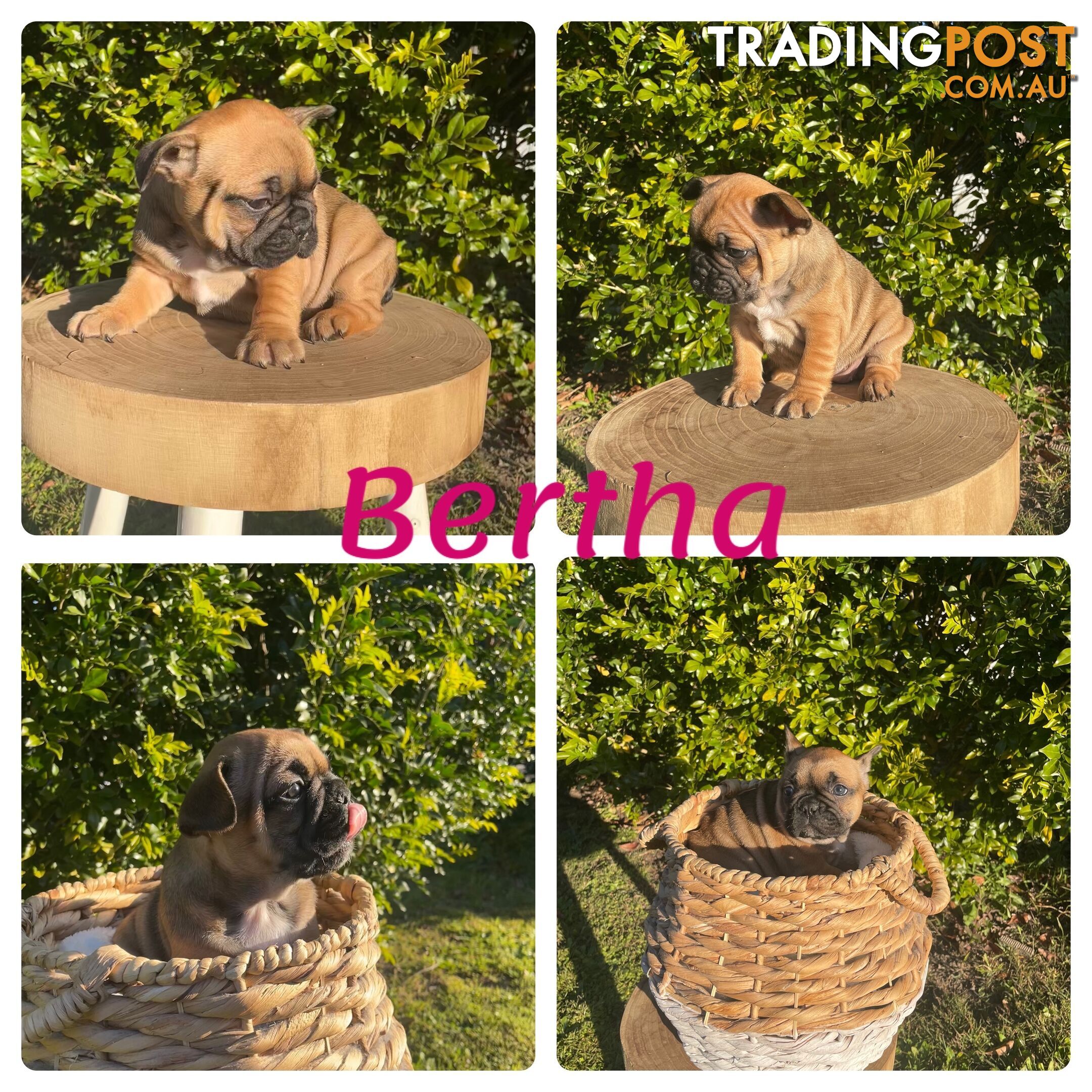 French Bulldog Puppies ready for their forever homes