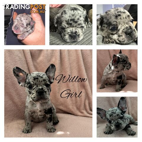 French Bulldog Puppies READY NOW