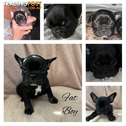 French Bulldog Puppies READY NOW