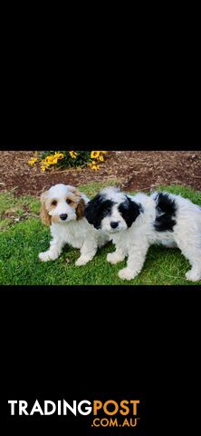 Cavoodle puppies