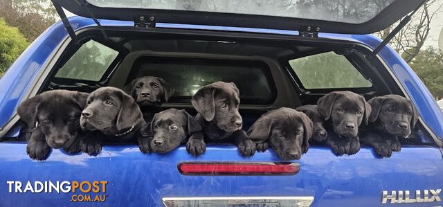 Labrador x Retriever puppies