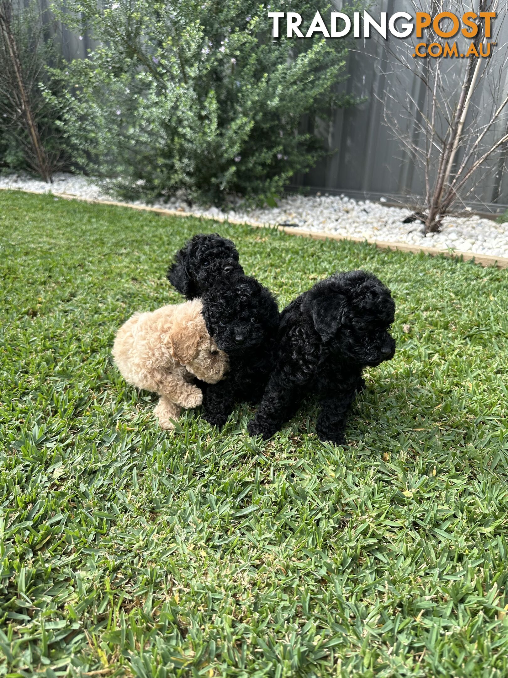 Toy poodle pups