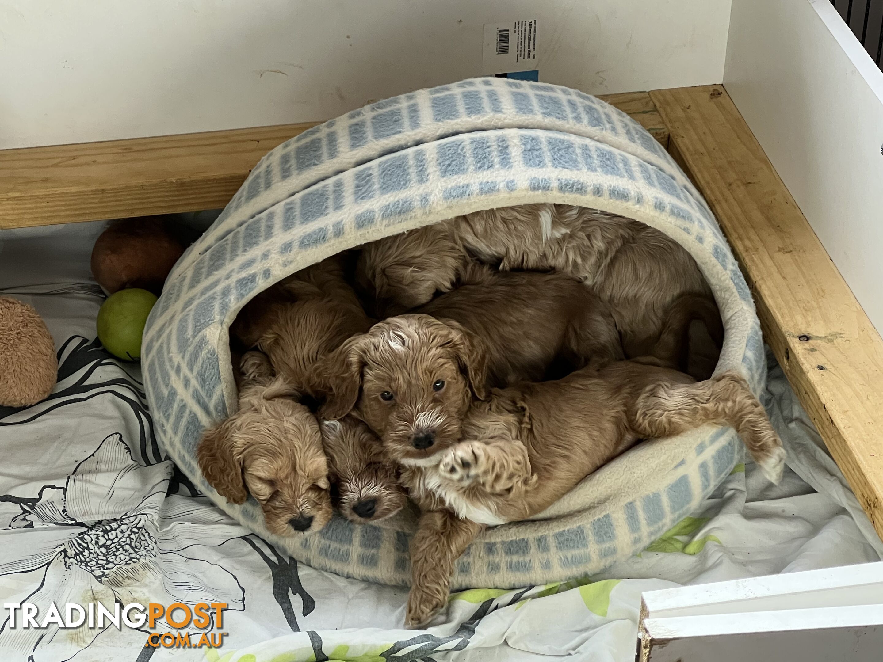 COCKAPOO PUPPIES - TEDDY BEARS-SPOODLE PUPPIES - BENDIGO, LIKE CAVOODLES,GROODLES,LABRADORE.POODLE