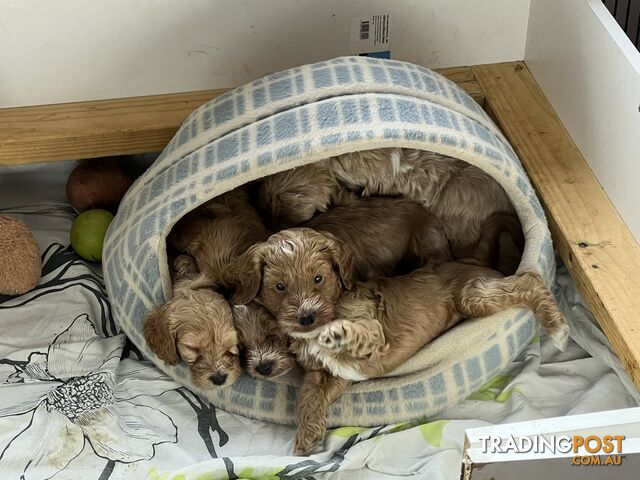 COCKAPOO PUPPIES - TEDDY BEARS-SPOODLE PUPPIES - BENDIGO, LIKE CAVOODLES,GROODLES,LABRADORE.POODLE