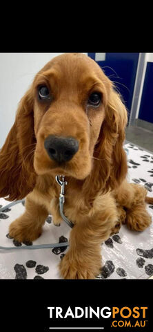 PURE BRED GOLDEN COCKERSPANIEL PUPPIES