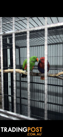Eclectus pair
