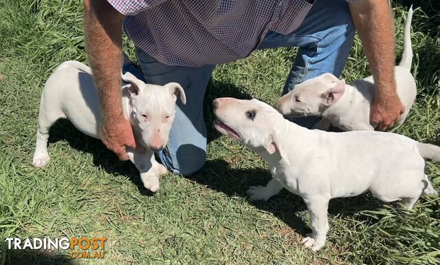 Pure breed Roman nose bull terriers