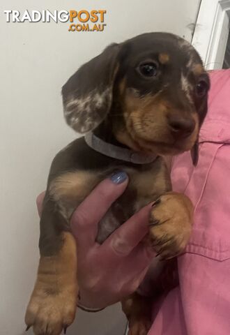 Mini Dachshund