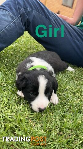 Border collie pups