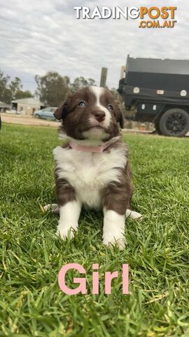 Border collie pups