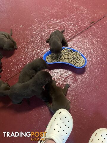 purebred chocalate labrador puppies