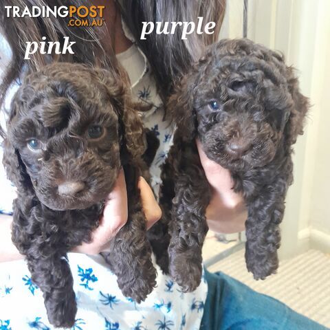 6 purebred toy poodle pups