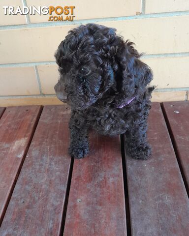 Chocolate Toy Poodle