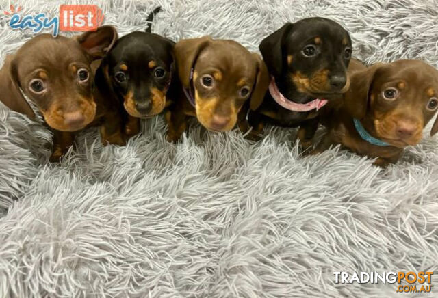 Miniature Dachshund Puppies