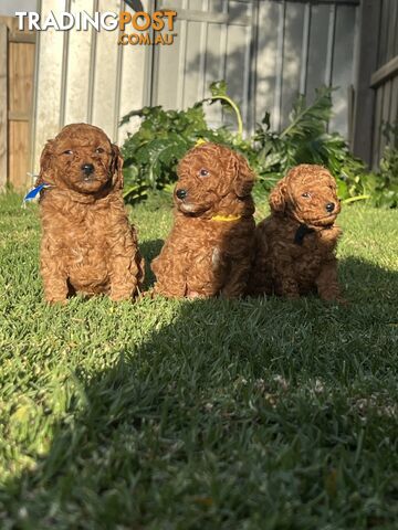 Miniature Poodles for Sale