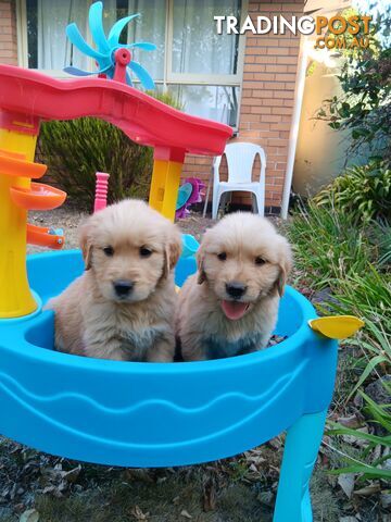 DNA tested 100 % purebreed Golden Retriever Puppies for Sale