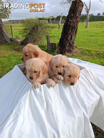 DNA tested 100 % purebreed Golden Retriever Puppies for Sale