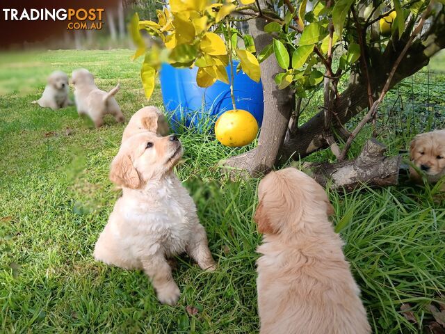 DNA tested 100 % purebreed Golden Retriever Puppies for Sale