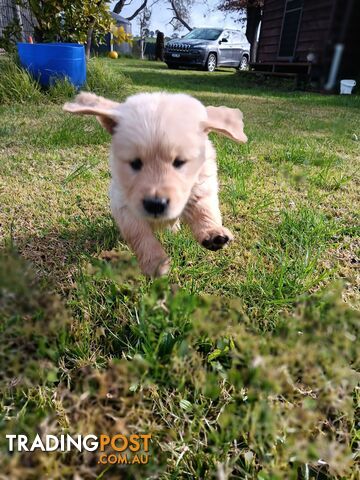 DNA tested 100 % purebreed Golden Retriever Puppies for Sale