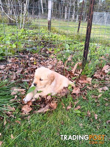 DNA tested 100 % purebreed Golden Retriever Puppies for Sale