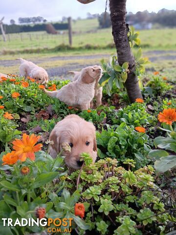 DNA tested 100 % purebreed Golden Retriever Puppies for Sale