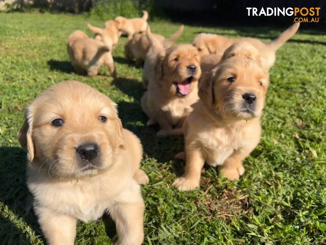 Purebred Golden Retriever puppies for sale