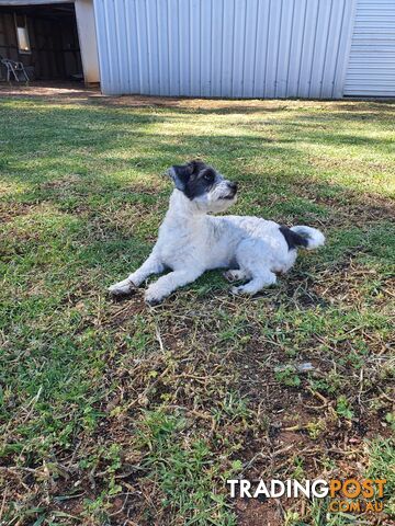 Female moodle puppy