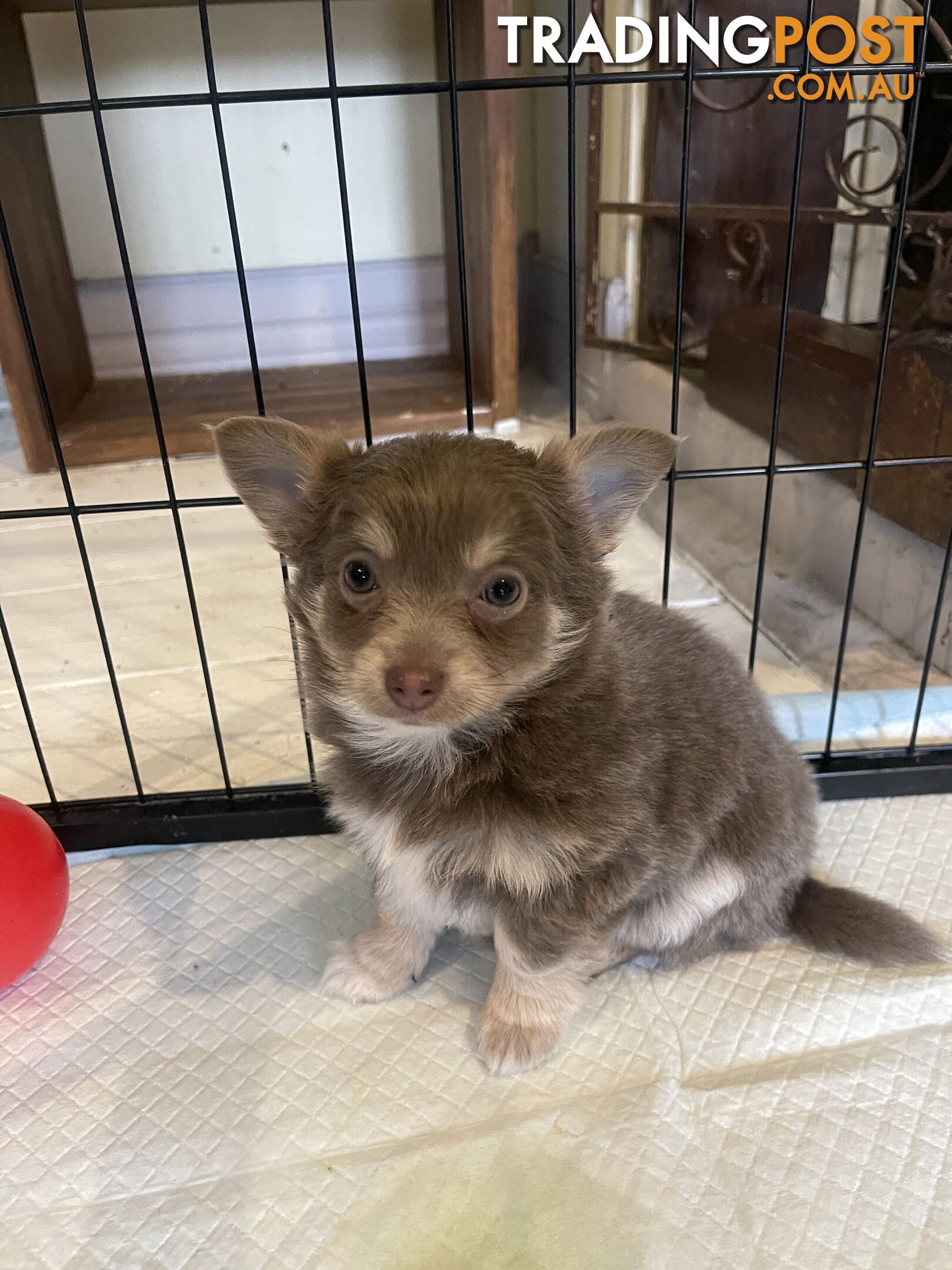 Chihuahuas long coat