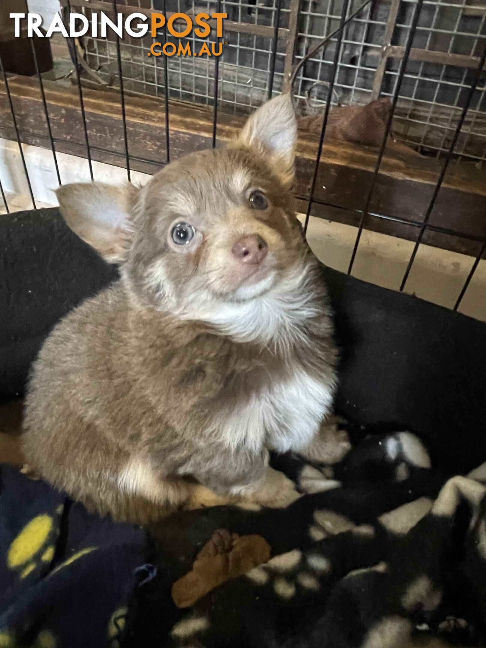 Chihuahuas long coat