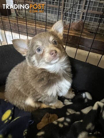 Chihuahuas long coat