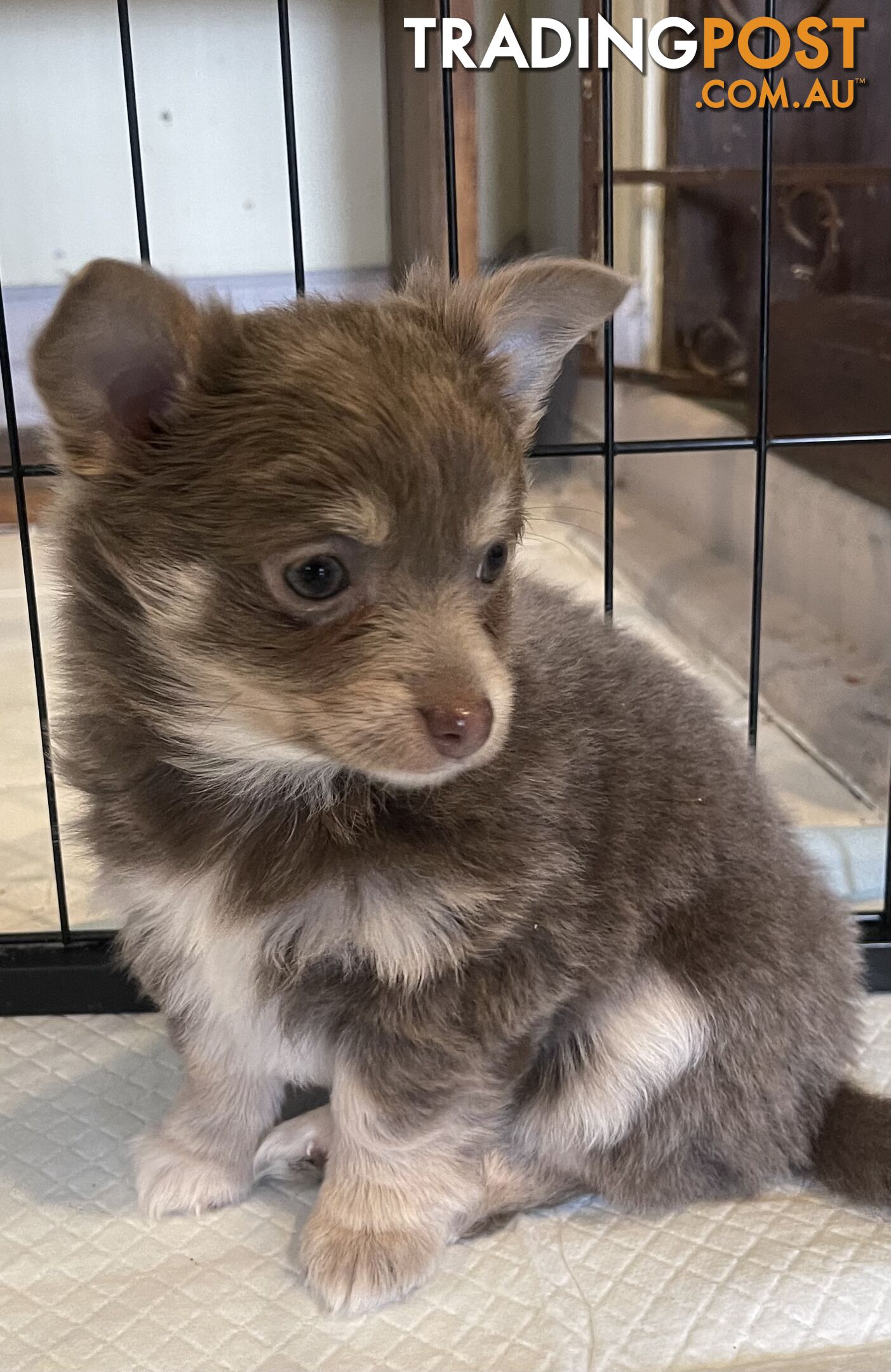 Chihuahuas long coat