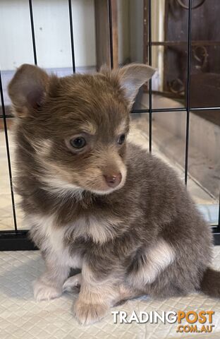 Chihuahuas long coat