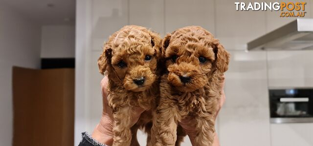 Pure Bred Toy Poodle Puppy