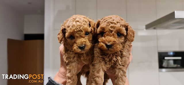 Pure Bred Toy Poodle Puppy