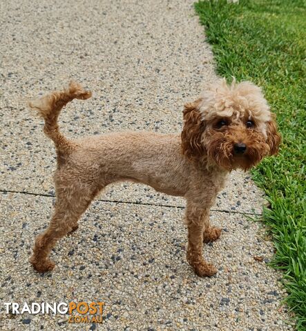 Pure Bred Toy Poodle Puppy