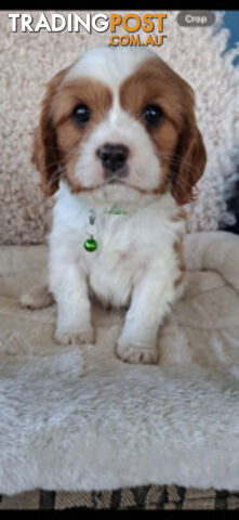 Cavoodle Puppies