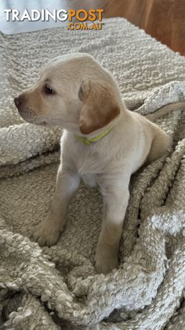 Golden Labrador pup