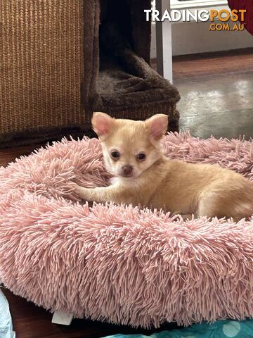 Long Haired Chihuahua Puppy for sale - to approved Homes Only